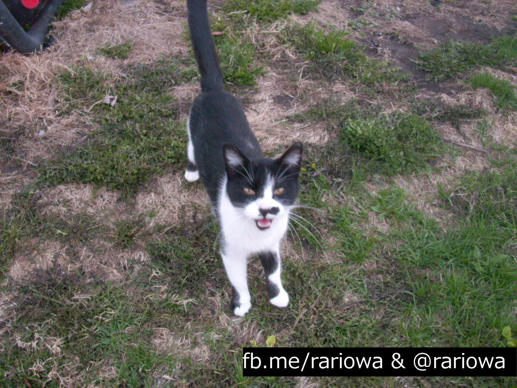 Skittles, one of the kitties whose trust Michael and Alexa earned - with food. 