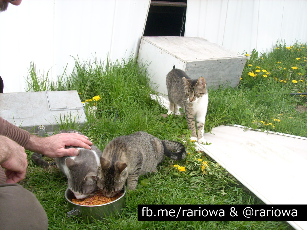 More kitties saved by Rescue and Recycle.