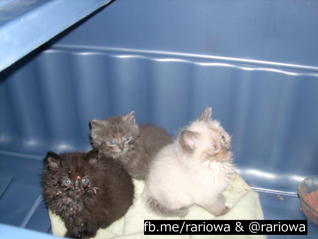 A selection of kitties saved by Rescue and Recycle. That little guy on the left seems to have face planted in the food dish.