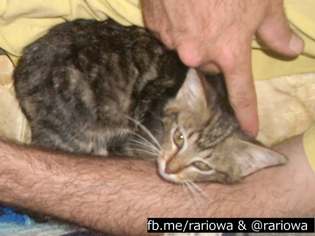 WeeKee, a kitty that Rescue and Recycle helped out of a bad situation. Michael says it was one of the best rescue experiences of his life! 