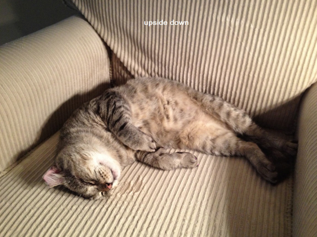 Gio lounging all by himself, tummy exposed.