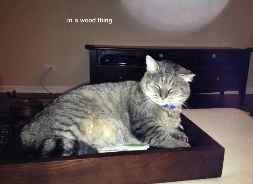 Gio lounging in a wooden item.