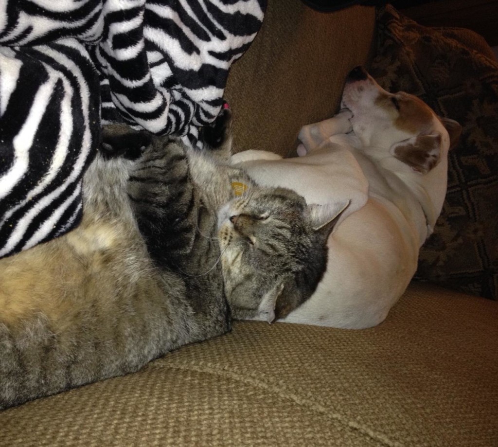 "Is that a dog? I'm cool with him." - Gio.