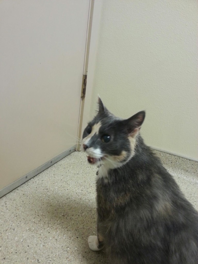 Ms. Phoebe, vocalizing.