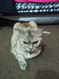 Jewel. Such a lovely little face she has!