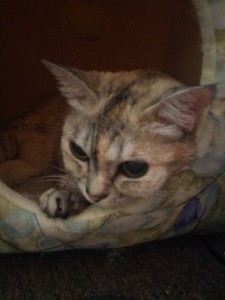 Jewel, as seen by Nancy (with her eyes, not her psychic abilities)