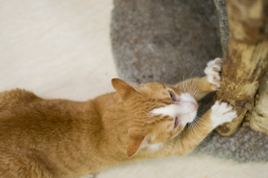 He may have no teeth, but his claws are all he needs. 