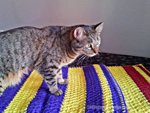 I have two catghans: one in a pleasing maroon/gold; another in a contrasting yellow/purple, because those are my favorites. 