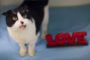 Big Bruiser's looking for something. I think it could be love.