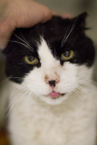 Hello! Do you live inside? Can I? - Big Bruiser.