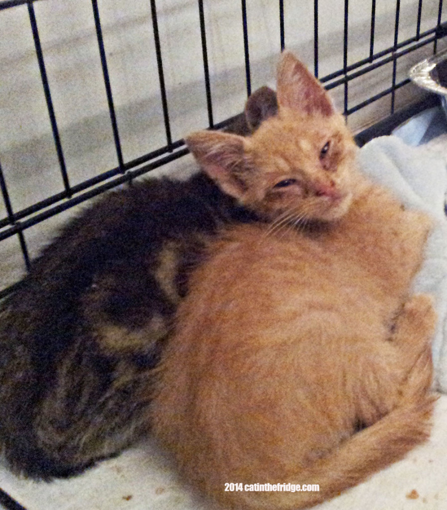Two of the new foster. They're getting eye meds.