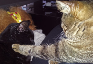 Here I am knighting him. He is now known as "Sir Niles!"