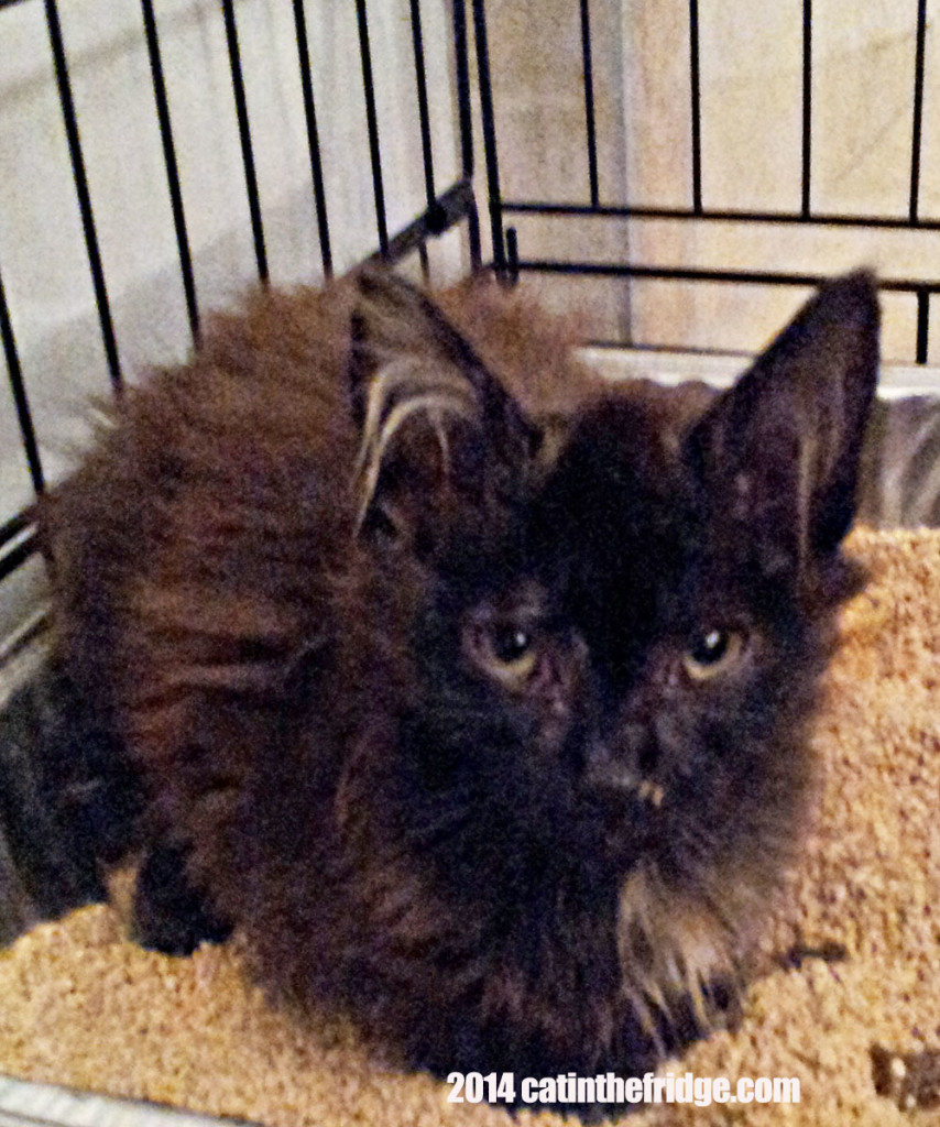 A very interesting looking kitty....