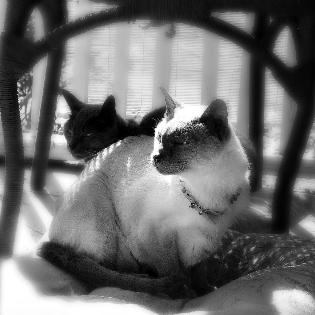 merlin and gris gris sunbathing on porch