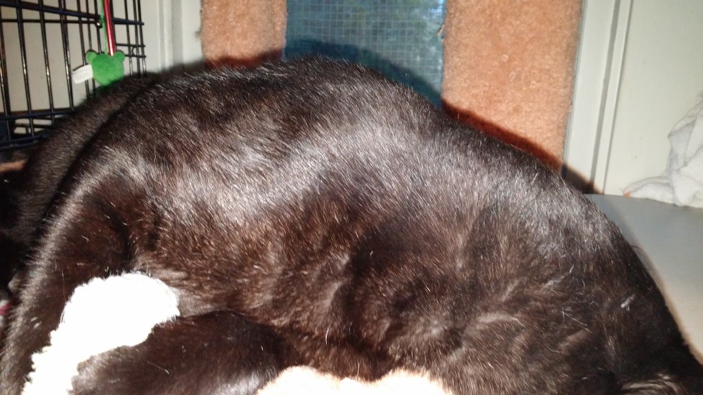 This is Gomez's tummy. Just in case you needed further enticement.