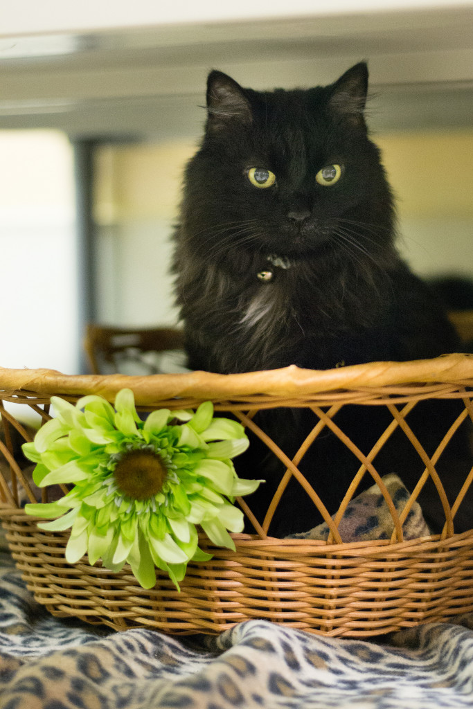 A basket of Baby Powder. What a thoughtful gift to give yourself. Go ahead. Treat yourself.