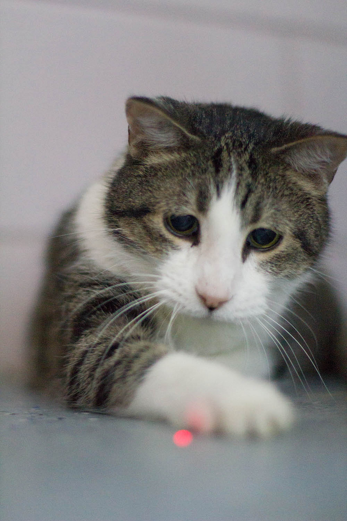 One of Strawberry's unsuccessful attempts at capturing the red dot. One day.