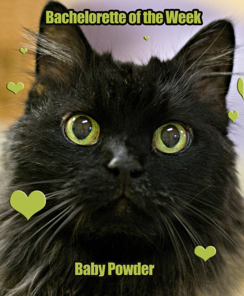 baby powder bachelorette