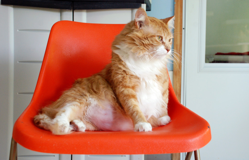 Bertie just before the special foods diet was implemented. "Solo! Solo! Too Nakma Noya Solo!"