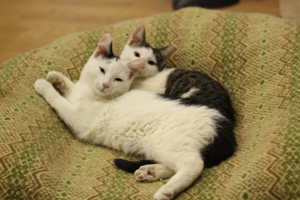 Max and Jax as kittens. You can't tell, but there's a party going on.