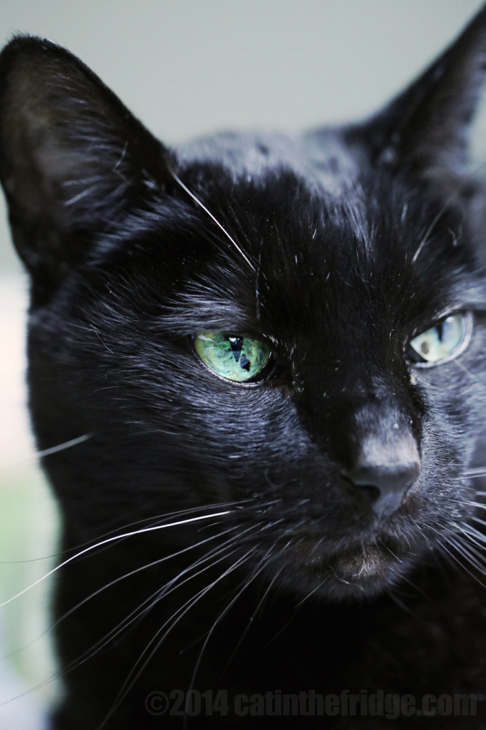 Niles today, looking pretty badass for a fifteen year old. 