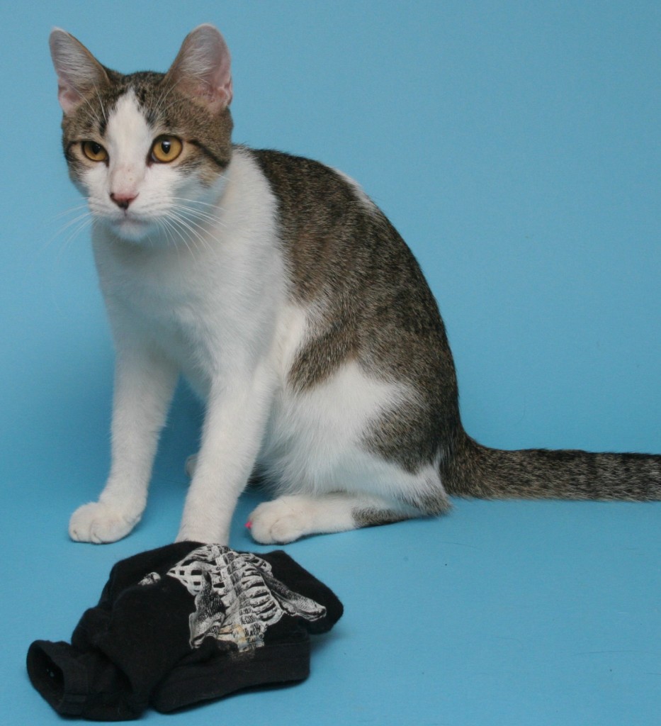 Taco looking great after some care and love. 