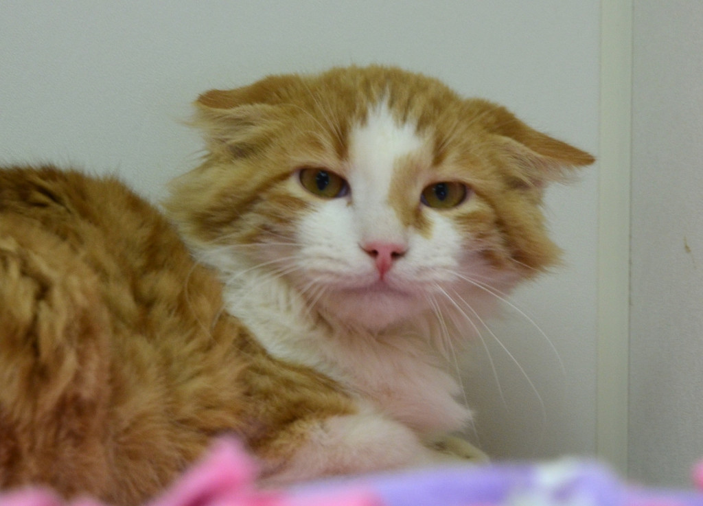 Todd before he let love in. 