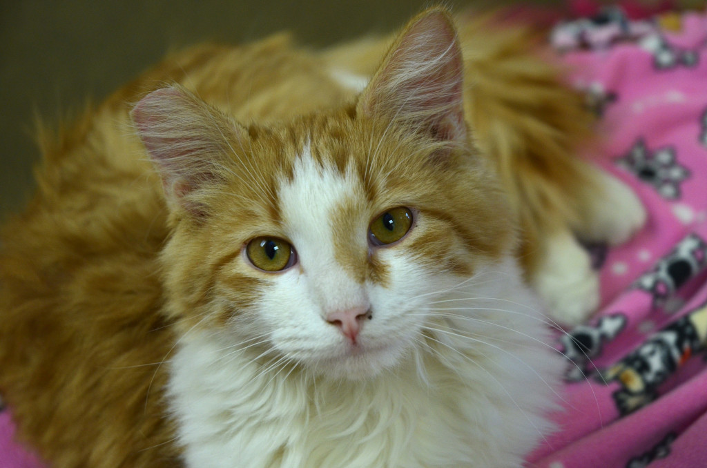 This is Todd. He might like tuna. I'm not really sure. That's for you to find out.