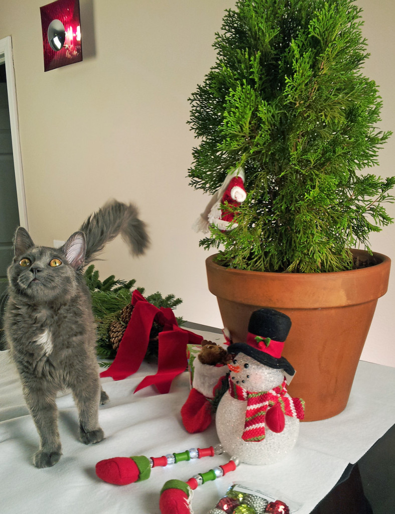 Louie and the tree. This is how lazy the FODs are this year.