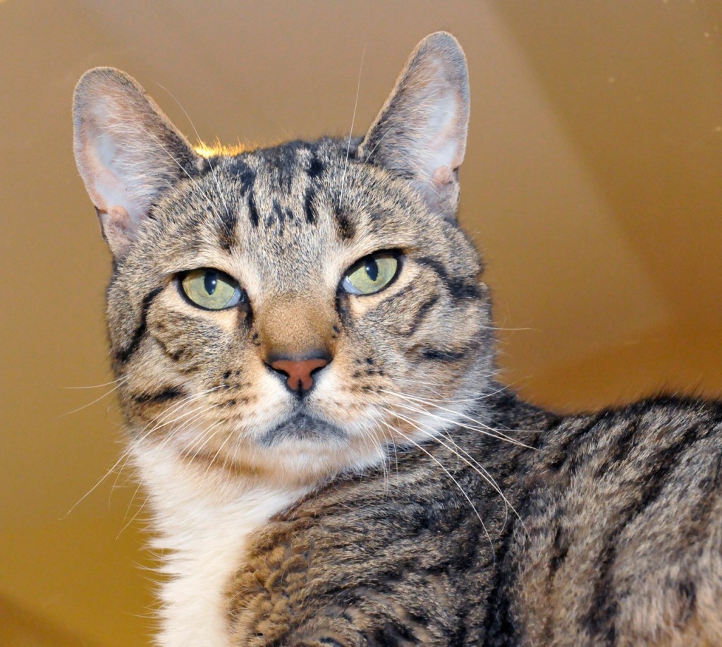 feline hyperesthesia syndrome