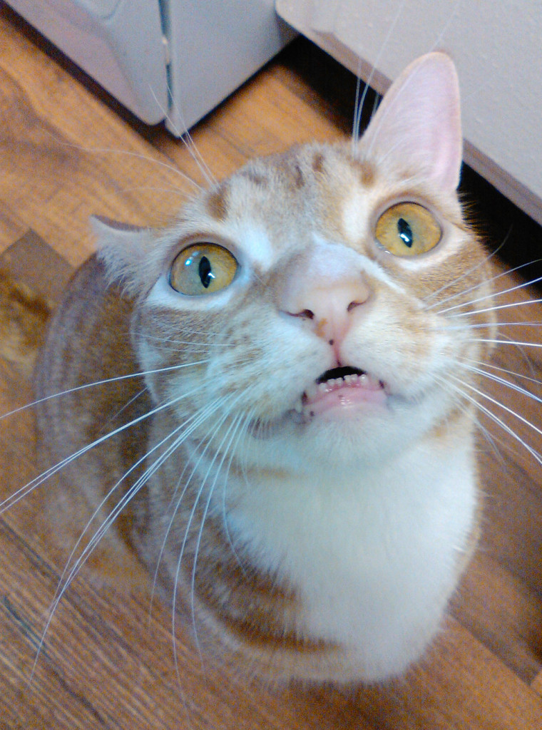 "I CAN SMELL THE COCONUT OIL!" - Marmalade