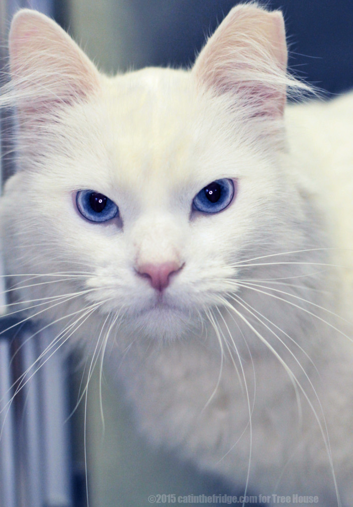 Look into my eyes...