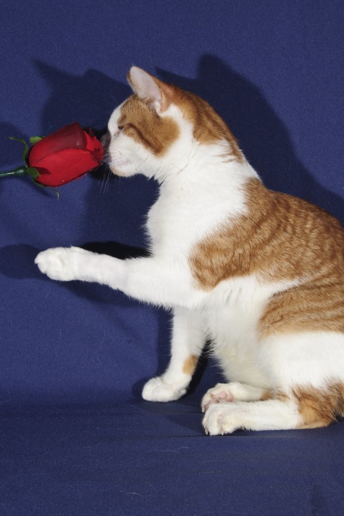 Carrot singing into a rose microphone. It's how he learned to sing back in the garden.