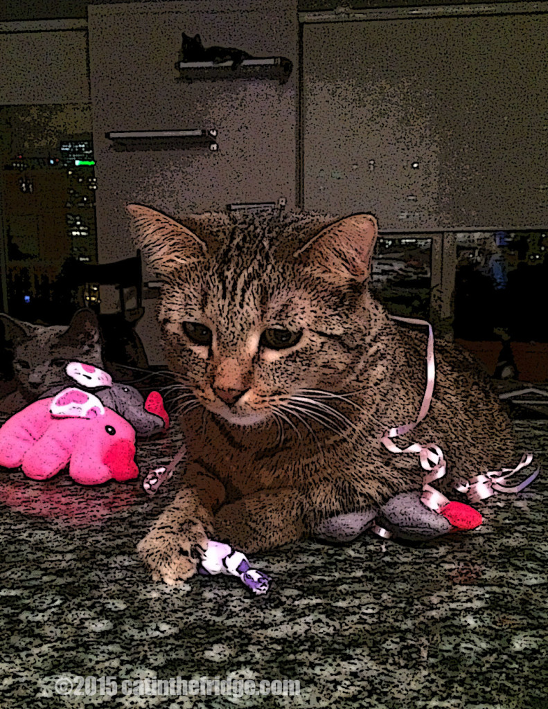 "The Unbearable Lightness of Being without Cody."