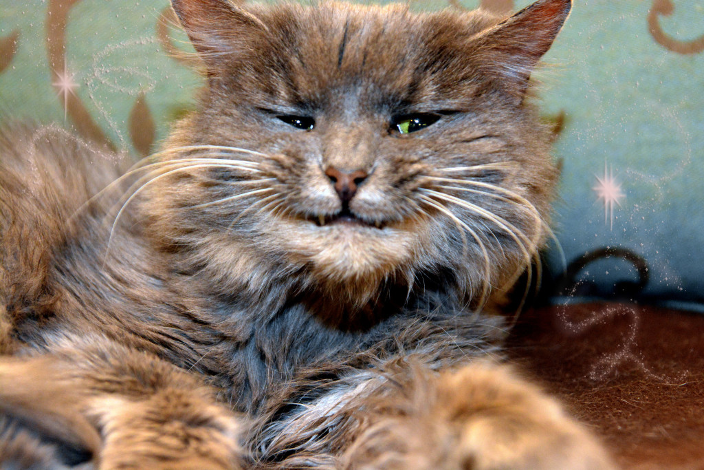 She sparkles, shines, and smiles! Oh, magical stars! 