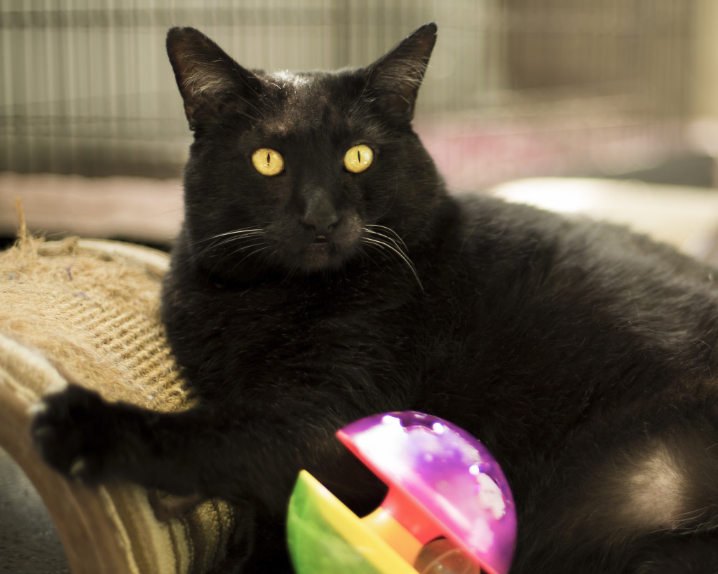 He can see into your future...and it includes him, a couch, and a bag of treats.