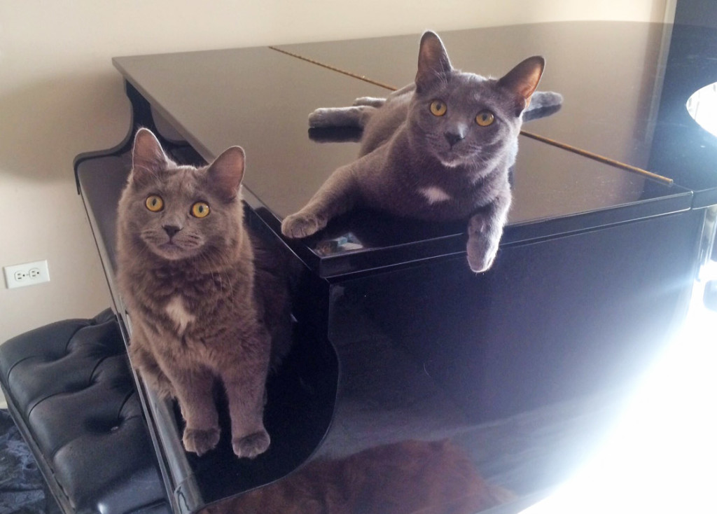 Even when the piano is closed, cats still find joy in its presence. 