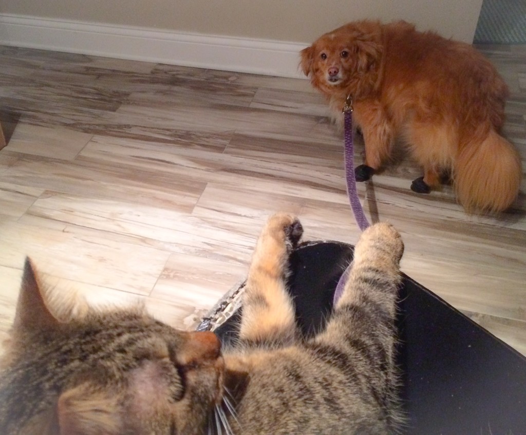 Because she's mine, I walk the dog. 