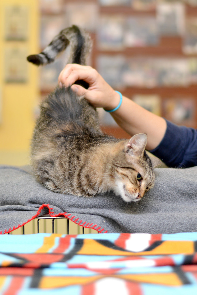 She will wait for just the right moment to elevate her butt.