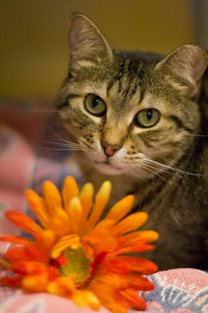 She will bring you flowers and then wait for your to sniff them.
