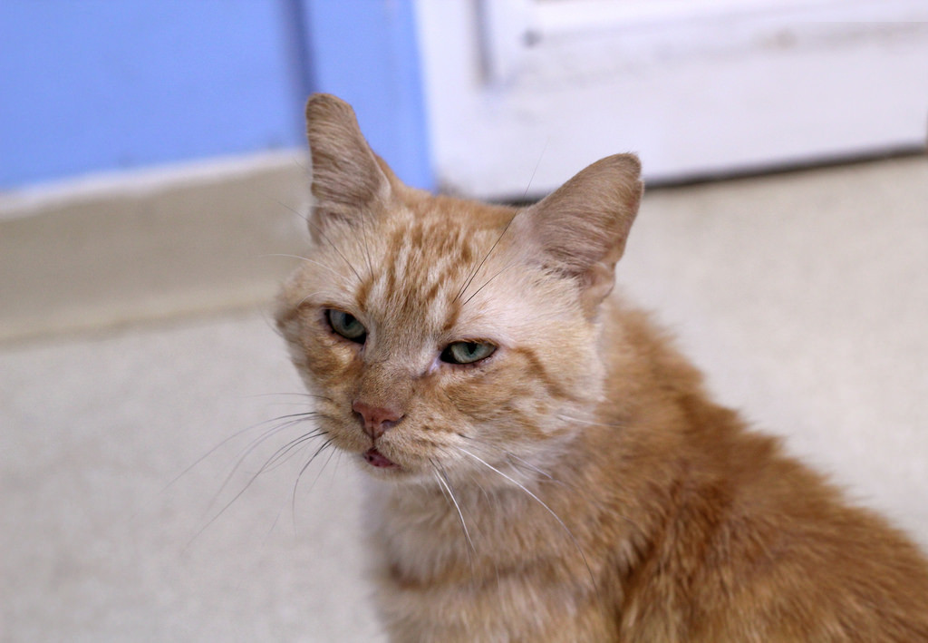 Jeremiah pondering the various types of biscuits that he'd like to make for you.
