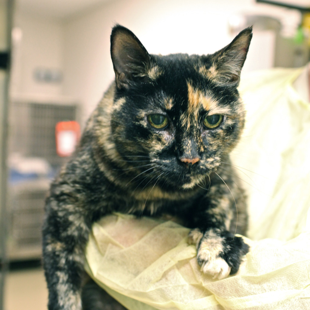 Pondering the relationship between light speed and the distance from the food bowl. 