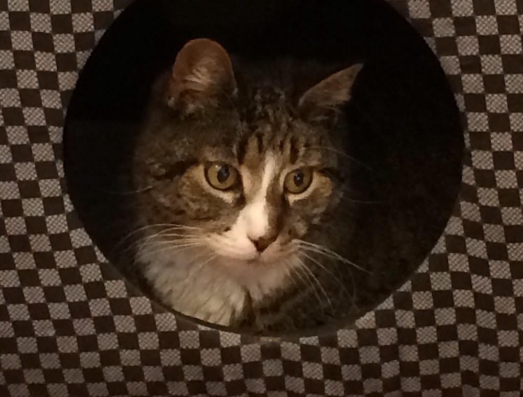 This photo leads us to believe that Jaeger might have, at one point, been on tour with David Bowie.