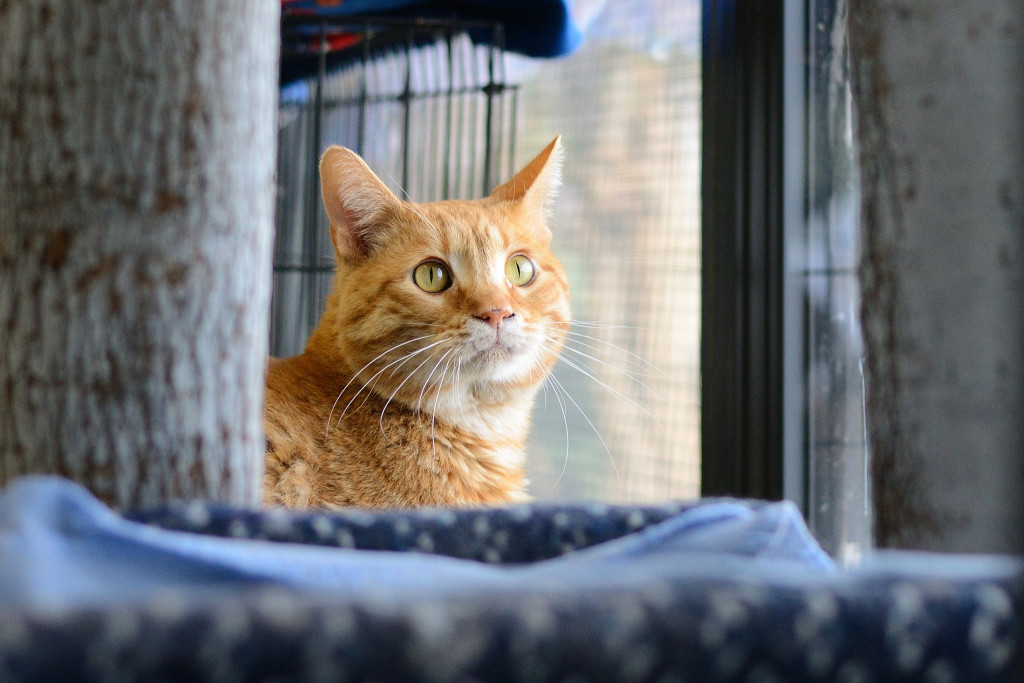 Paesan for President. 