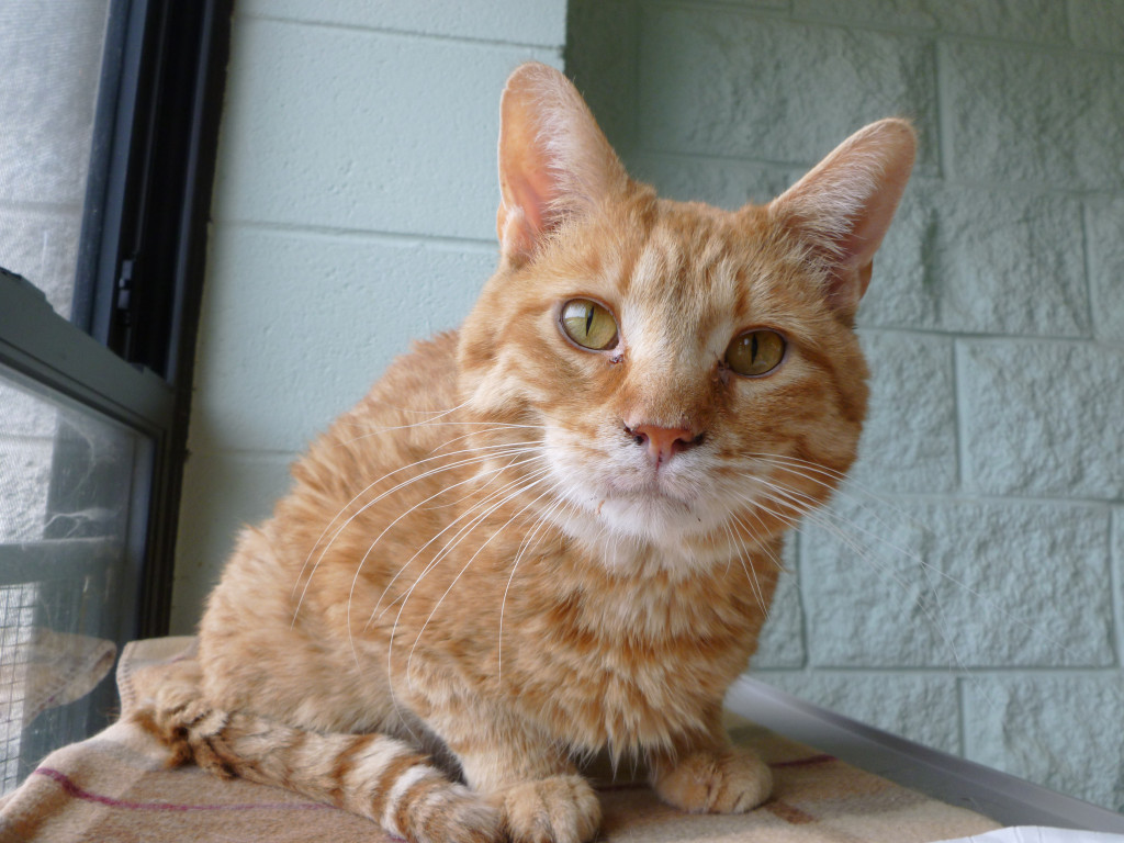 "Oh, are you interested in ME? Let's have stew and chat." - Paesan.