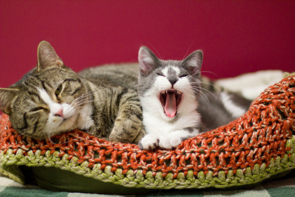 Thatcher and Abbott - "Hey! Find me a home, too!!!"