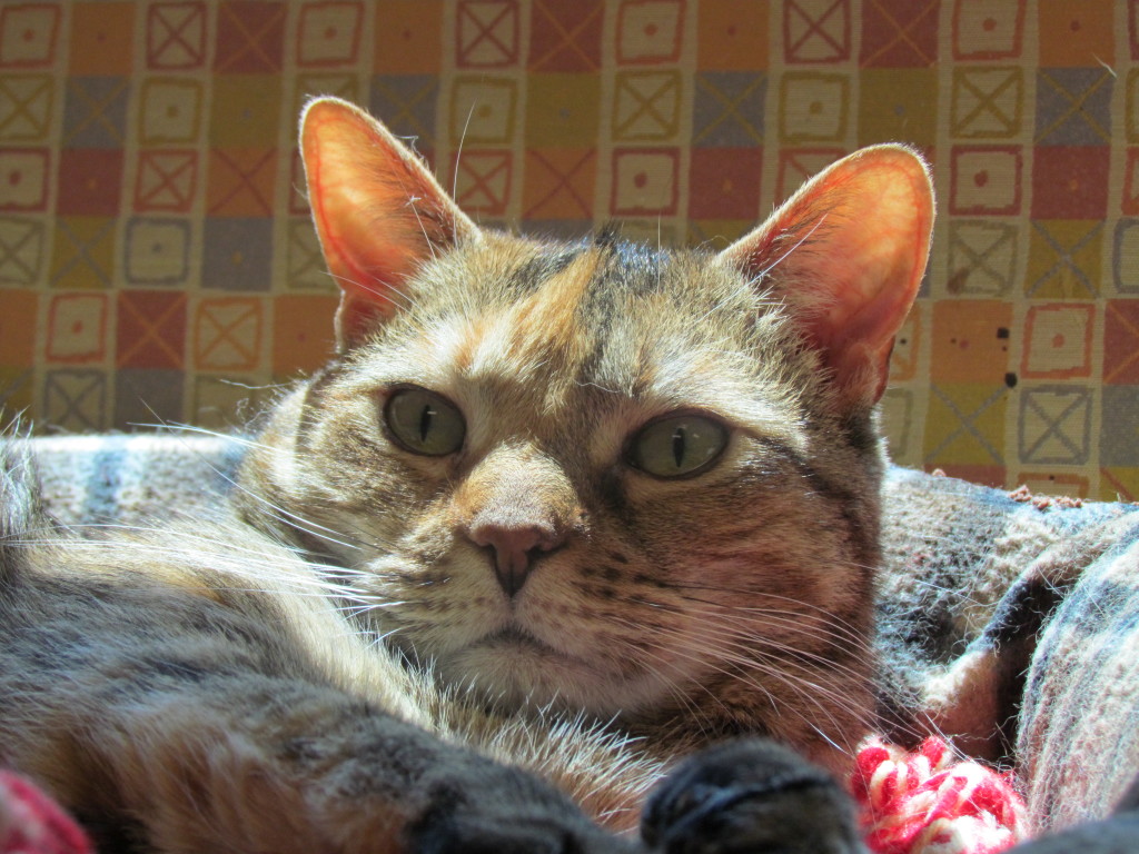 "Who put me on this bed? It clashes with my fur!" - Raja.