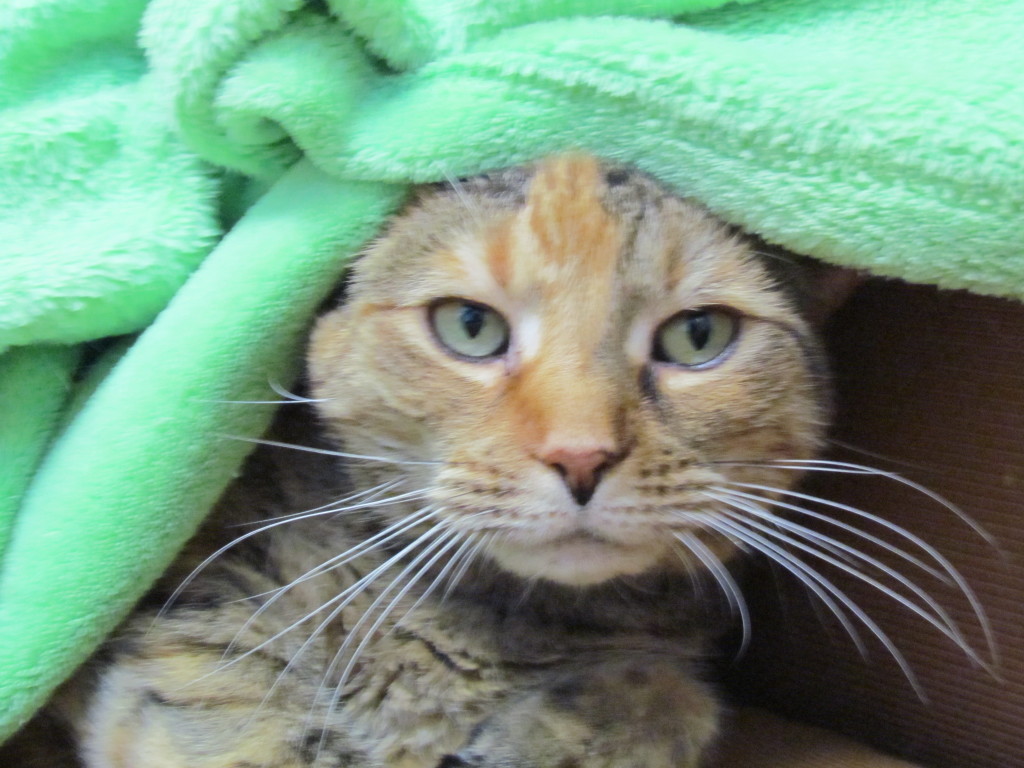 Snuggling into a nicely toned green blanket to bring out her eyes. 