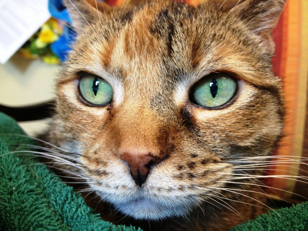 Raja showing off just the right color blanket to make her shine. 