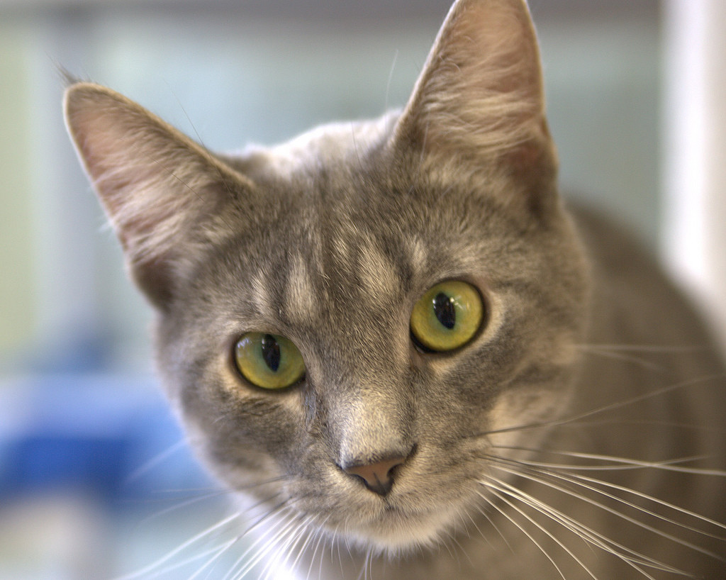 Studying the new KitchenAid line. 